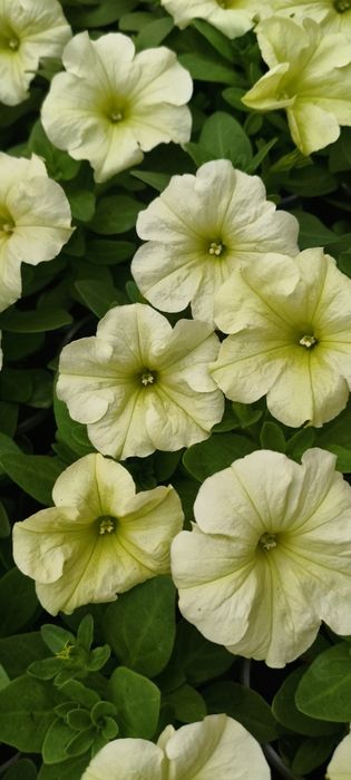 Петунія квіти,розсада