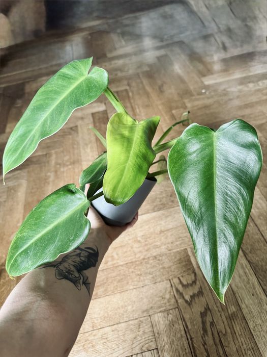 Philodendron Brenesii