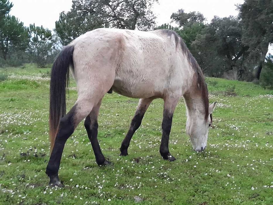 Poldro cruzado de 4 anos, filho de pai lusitano