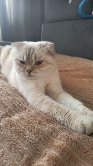 Британские голубоглазые котята