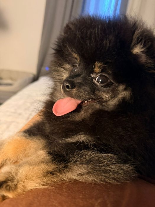 Spitz Anão Macho