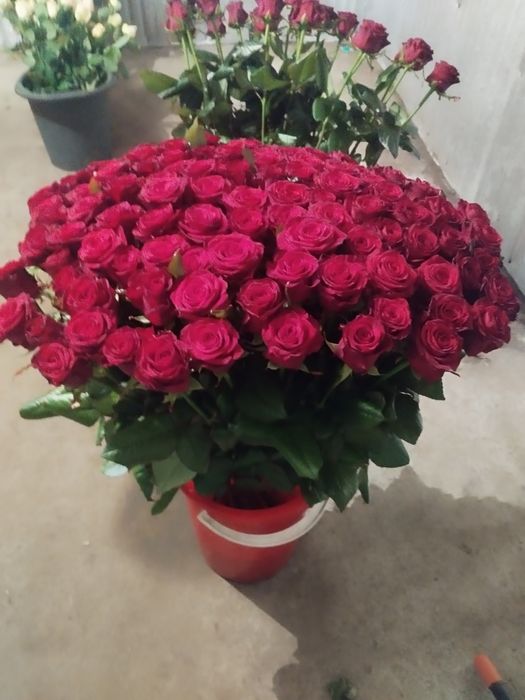 Акция роза и тюльпаны 51,101 букеты