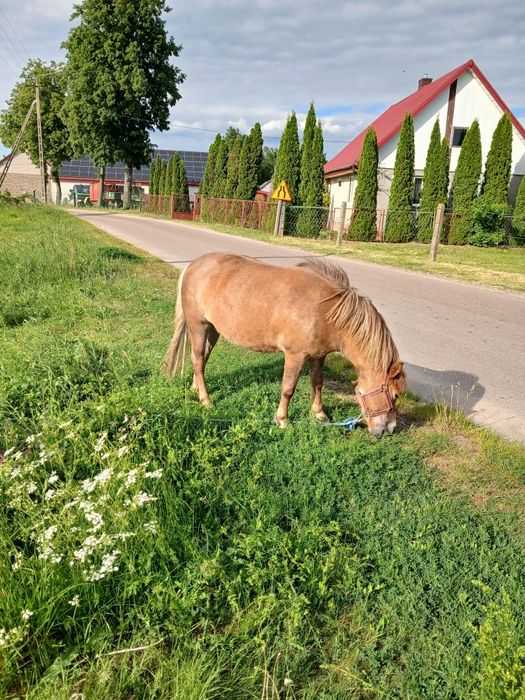 Klacz wraz z bryczką komplet
