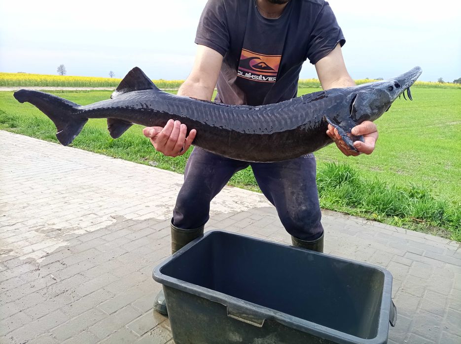 Duży jesiotr 5-8 kg sztuka , węgorz lin karaś karp amur