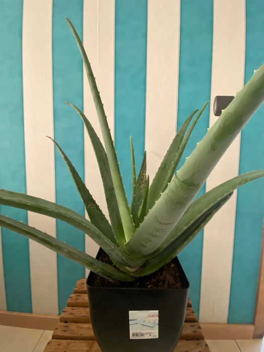 Aloé Vera xarope cato