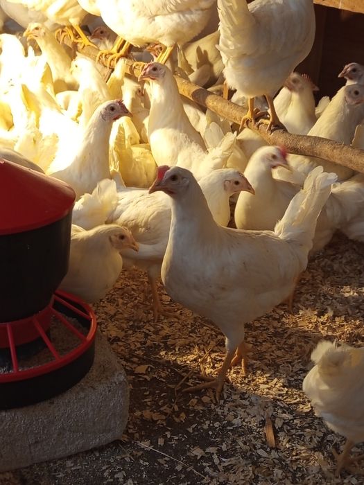 Kury kokoszki leghorn 20 tygodni