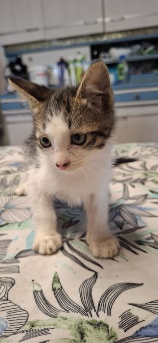 Gatinho macho tigrado e branco