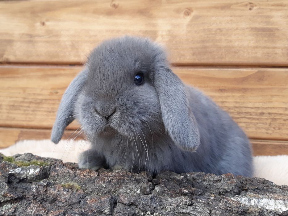 Królik karzełek baran niebieski mini lop