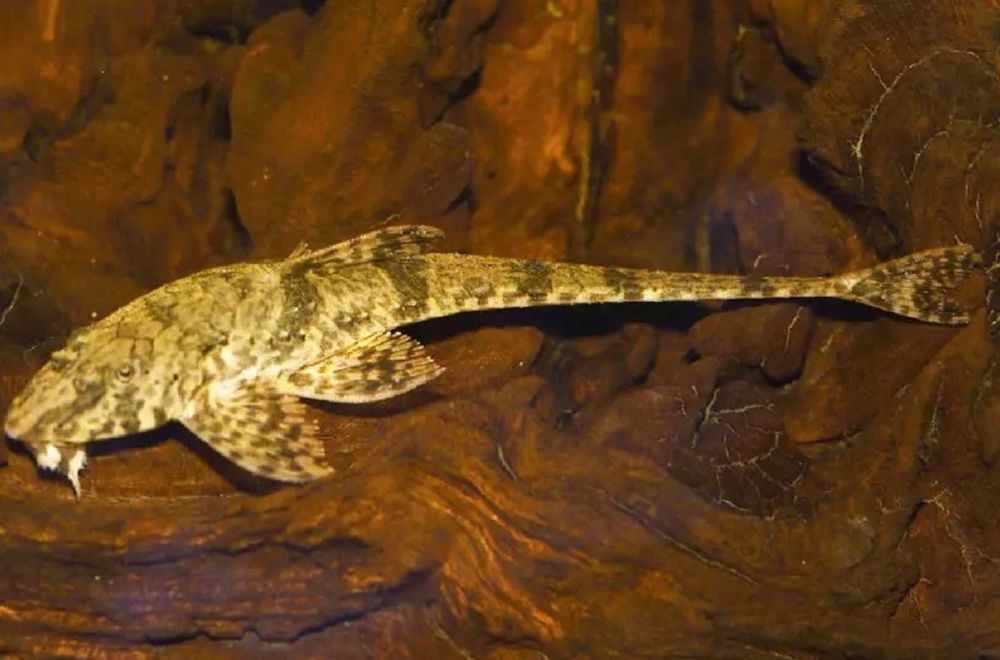 Loricaria Fallax - SKALMAR Sklep Akwarysty