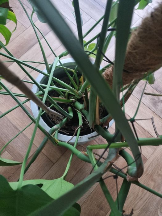 Monstera kwiat doniczkowy