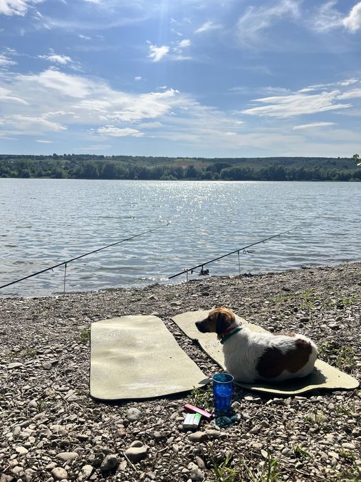 Перетримка собак