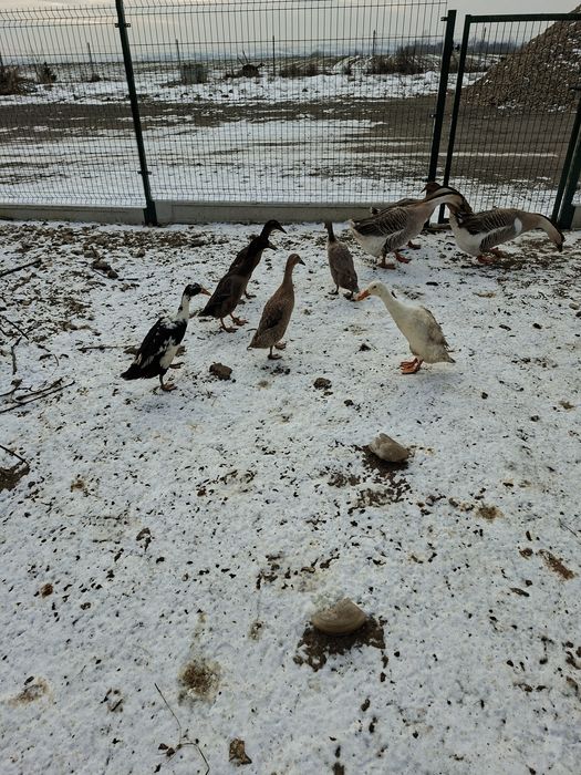 Sprzedam kaczki biegusy