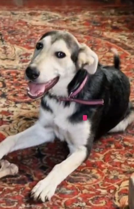 Прекрасный крупный щенок  7 мес ищет дом!