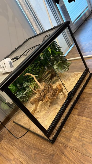 Terrarium terratlantis