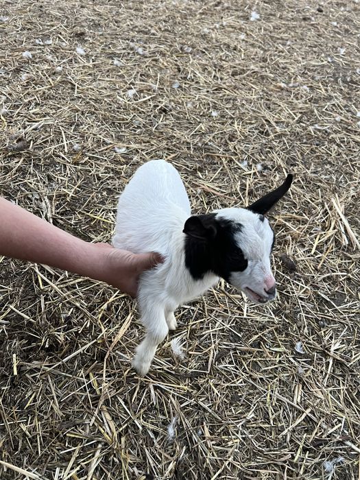 Cabras anas pequenas e adultas