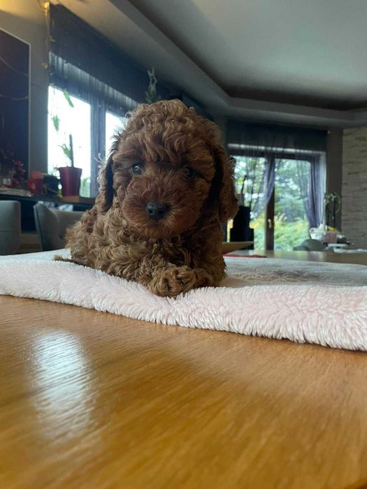 Pudel miniaturowy red