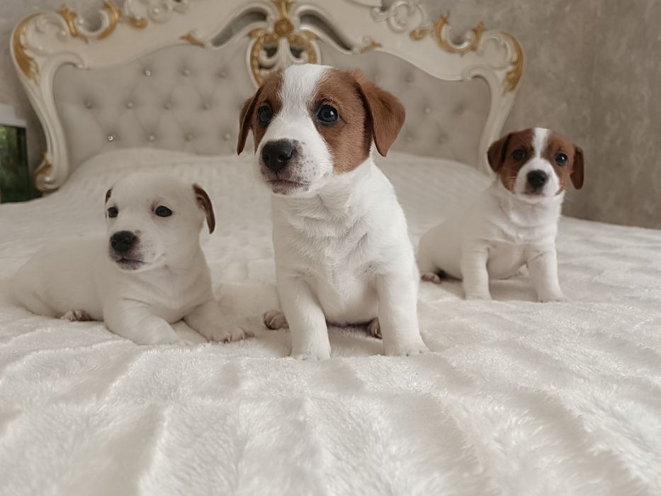 Одесские дети Джек Рассел Терьер