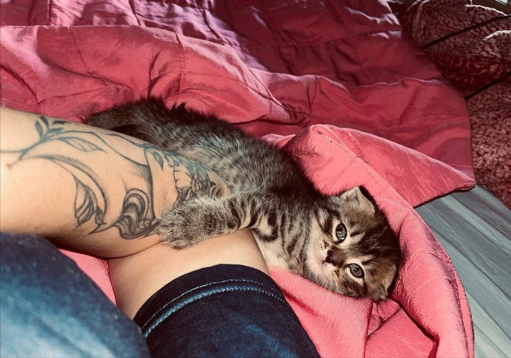 Шотландські кошенята (скотіш-фолд та скотіш-страйт)