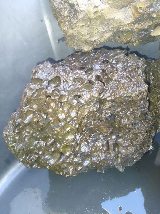 Três Rochas Vulcânicas para aquário de 60 lts ou mais.