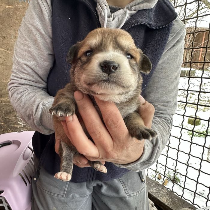 Малеча шукаю дім