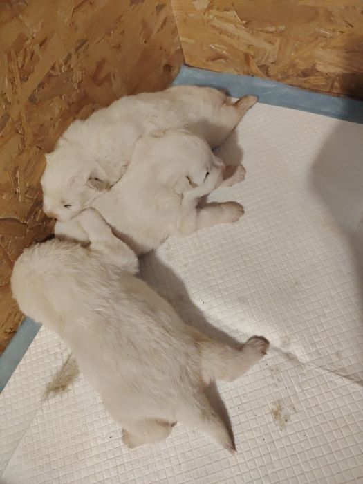 Samoyed szczenię