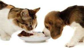 Корм для котів корм для собак