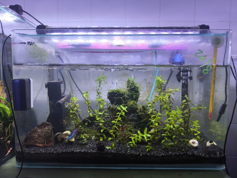 Aquário de peixes completo.