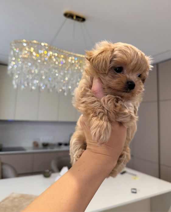 Цуценята Мальтіпу Maltipoo f1 mini/baby face
