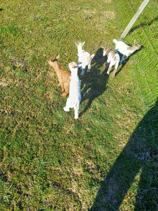 Cabras Anãs - Machos