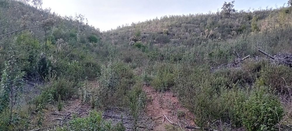 Terreno rustico a 20 kms de Monchique!
