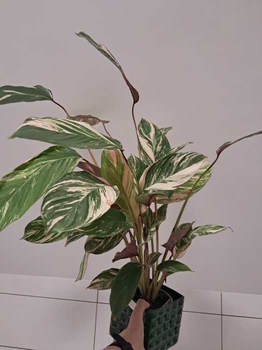 Calathea glazie pieknie wybarwiona