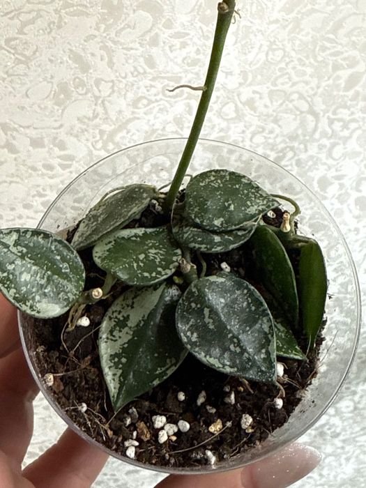 Хойя лакуноза кілька черенків