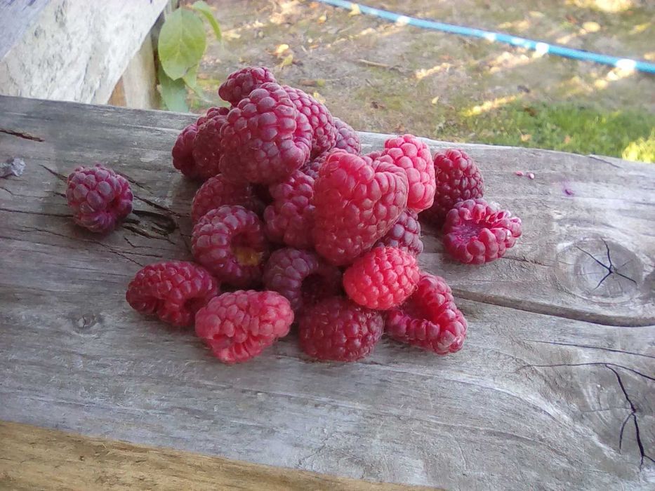 sok z malin oraz owoce maliny