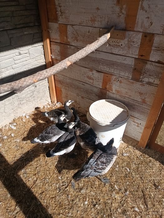 Bernikle białolice do sprzedania