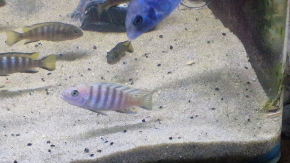 Cynotilapia afra cobue