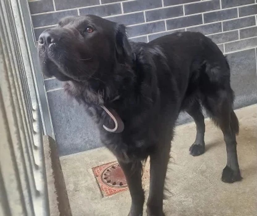 Pies Max w typie nowofundlanda do adopcji!
