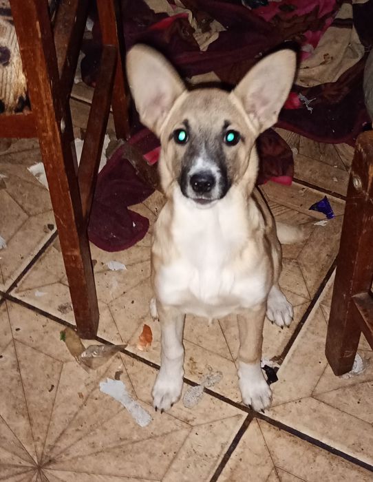 Отдам собаку в добрые руки