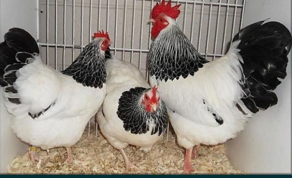 Інкубаційні яйця. Вся Україна