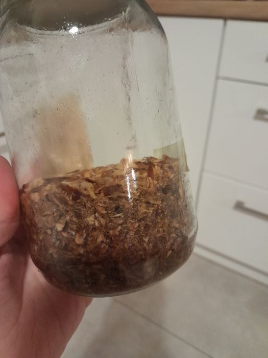 Wroślak różnobarwny wywar wyciąg z 100g