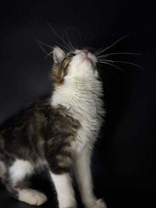 Елітна мейн-кун кішечка паспорт WCF, щеплення, зручна доставка