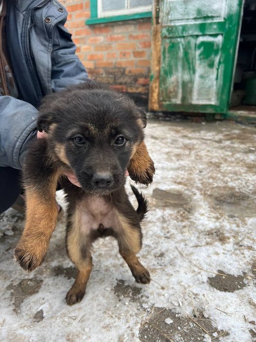Віддам в добрі руки метиси німецької вівчарки