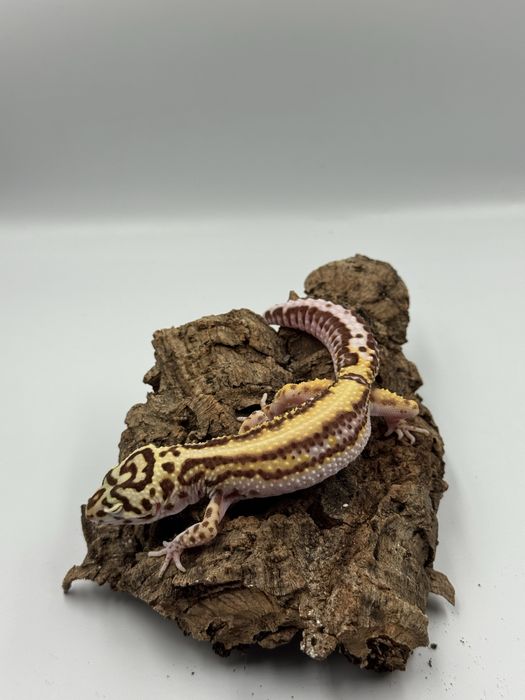 Gekon lamparci albino stripe