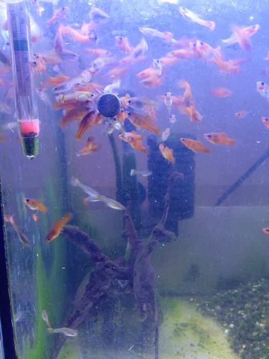 Mieczyki czarne (rzadkość) i czerwone-3zł szt