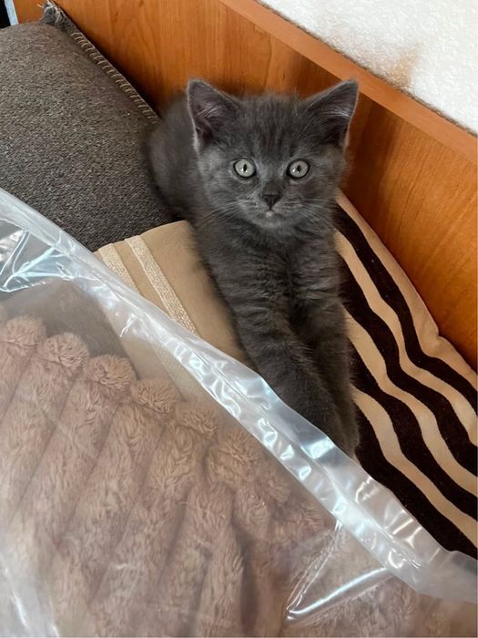 Котики шотландські