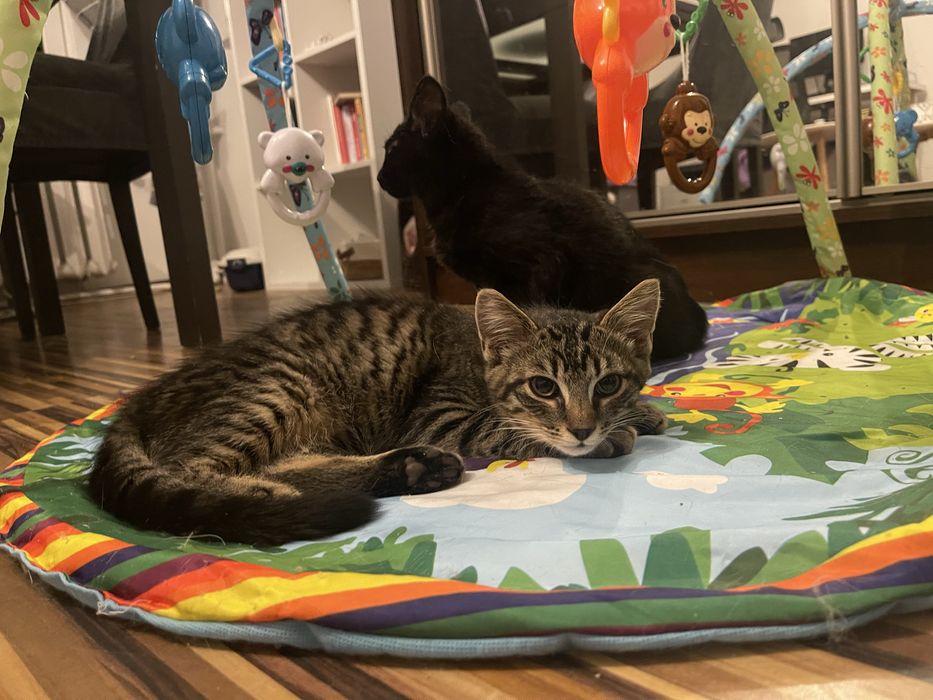 Prążek vel burito pozna panią/ pana :)