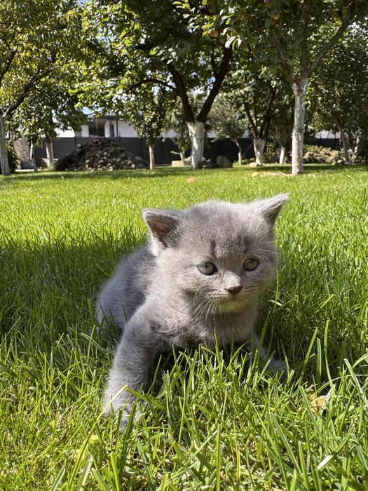 Продам шотландських прямовухих кошенят