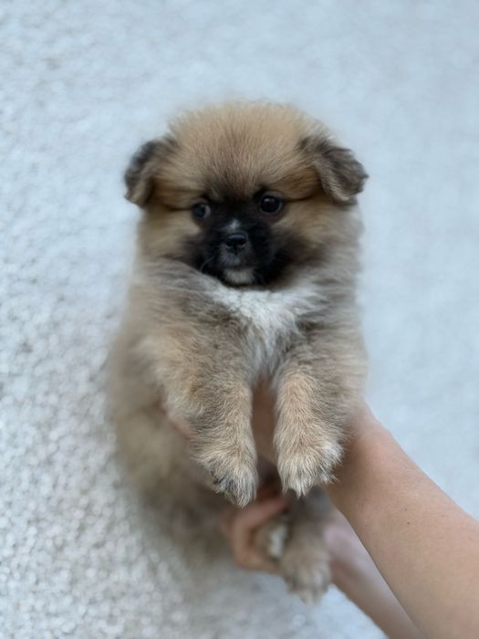 Померанчик міні малюк