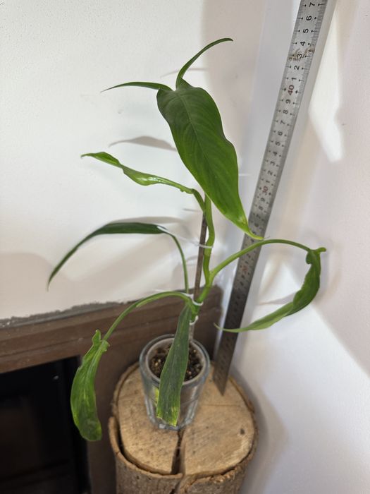 Філодендрон  Philodendron  Holtonianum