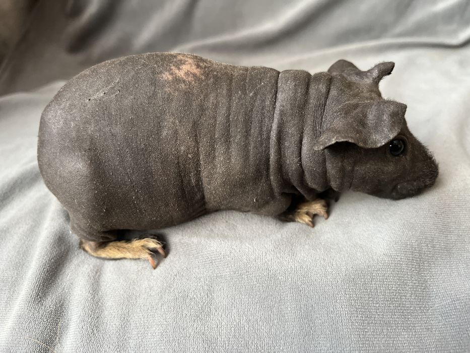 Świnki Skinny - dziewczynki, wysyłam