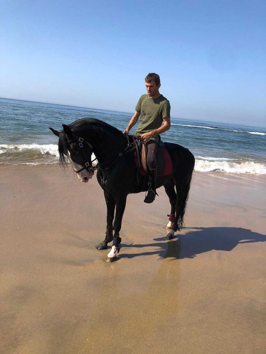 Cavalo não pontuado